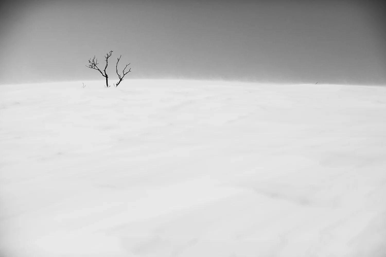 Scarred Sage & Snow 2