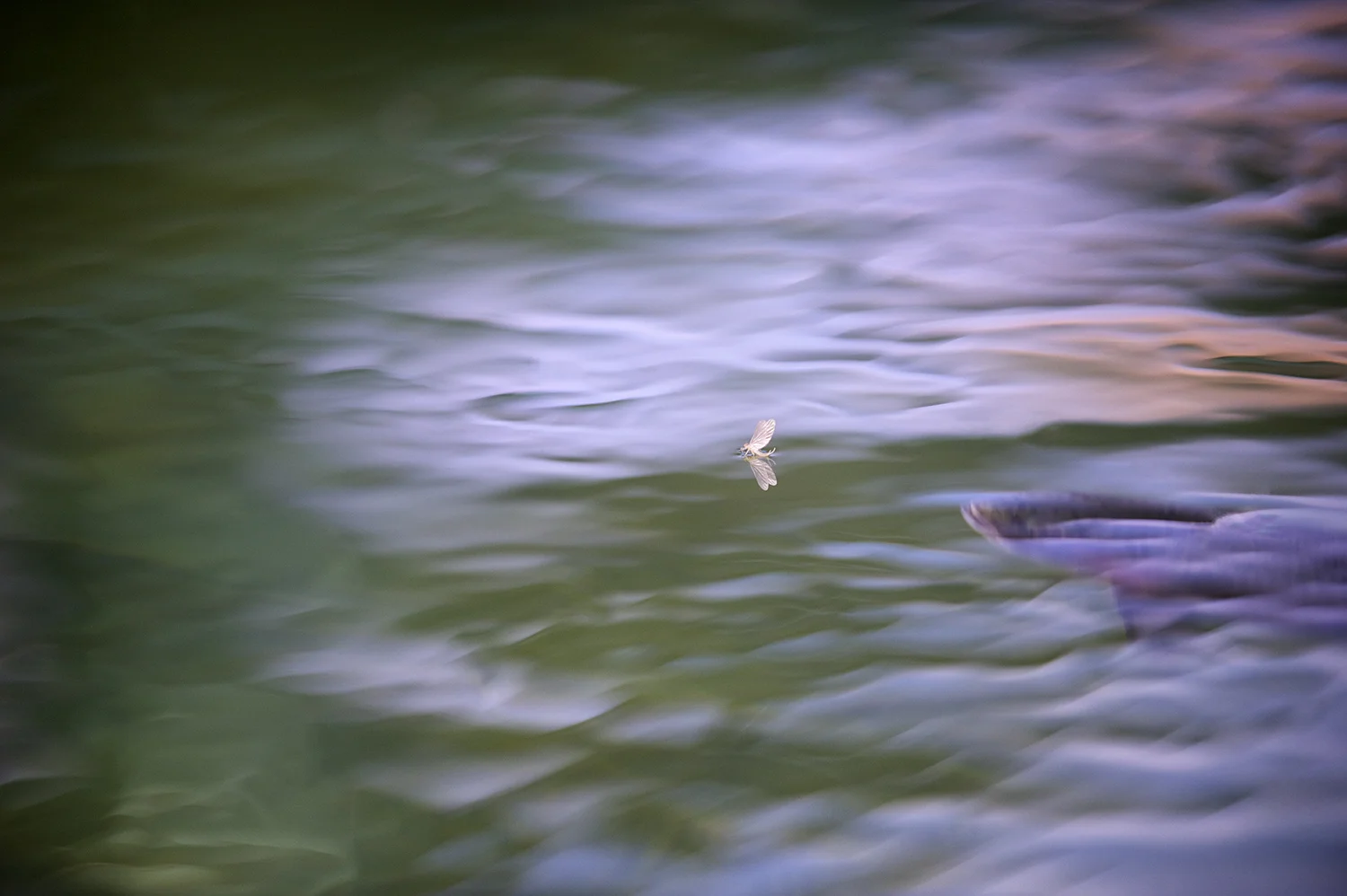 Painterly Rise