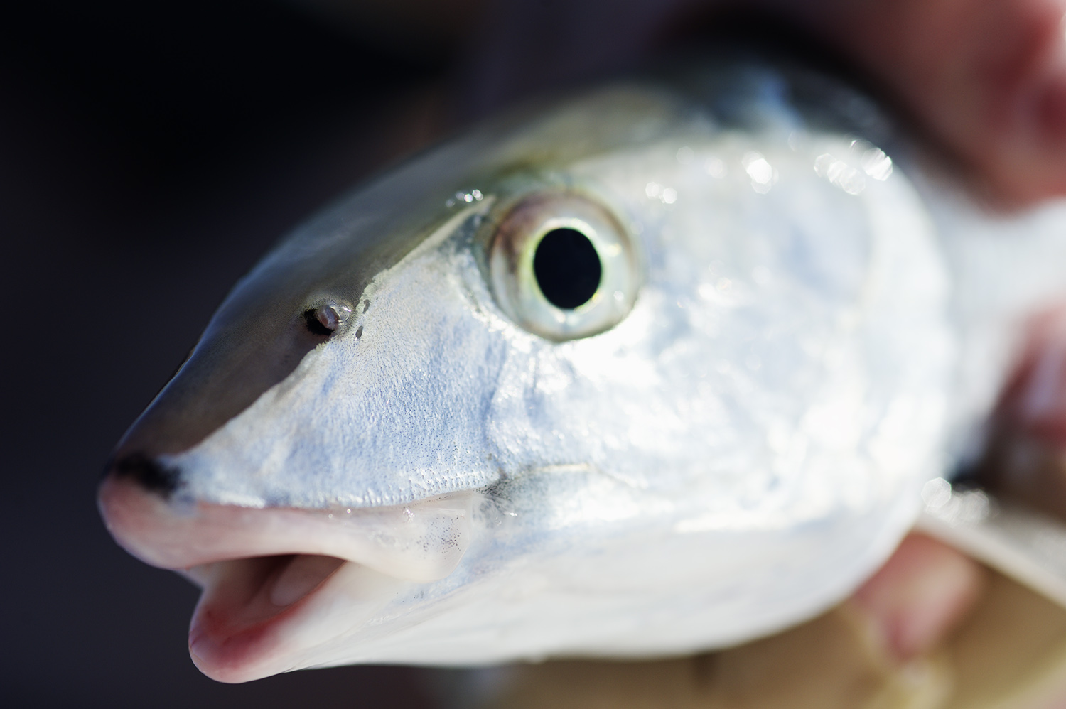 bonefish close-up.jpg