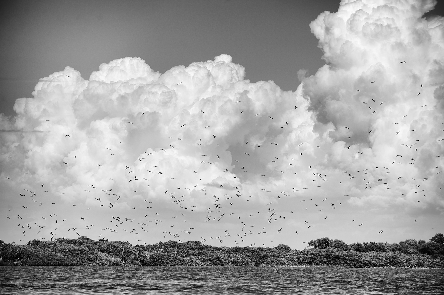 Frigate Rookery. Jardines De La Reina, Cuba