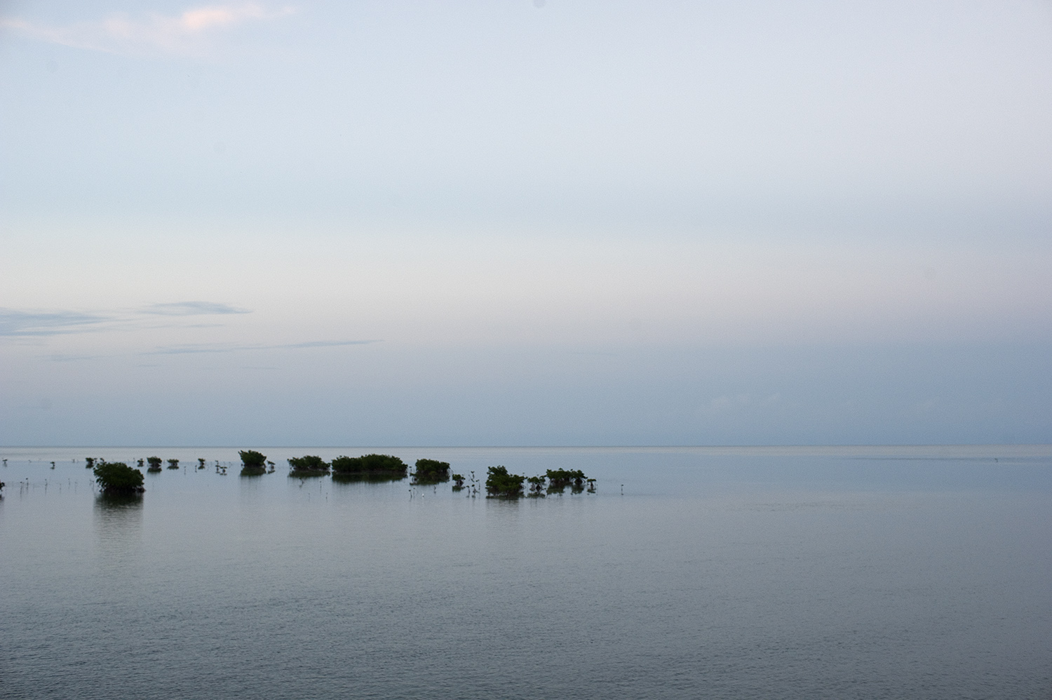 horizon mangroves I.jpg