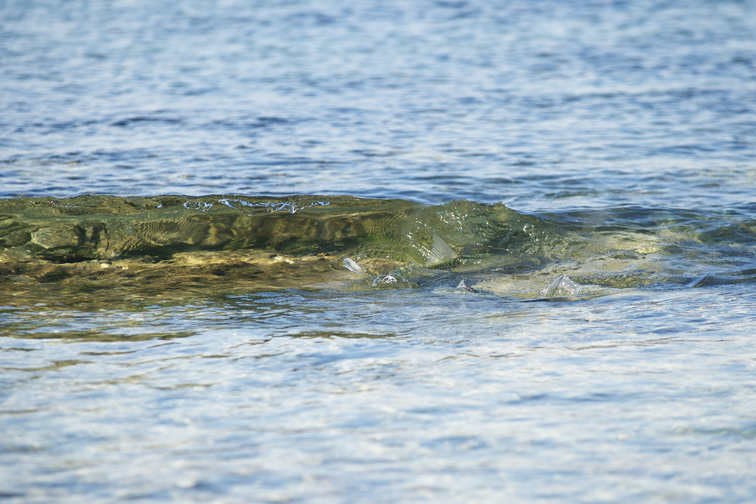 tailing bones wave crop.jpg