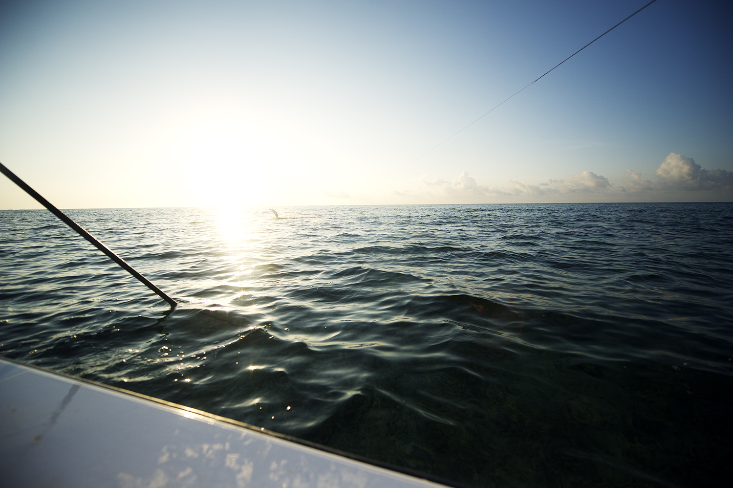 Tarpon On