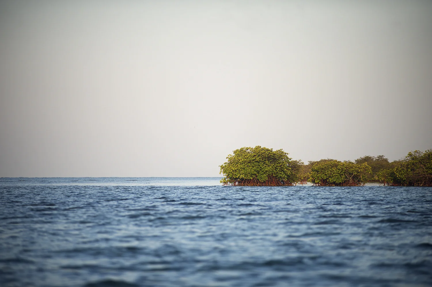 Mangroves
