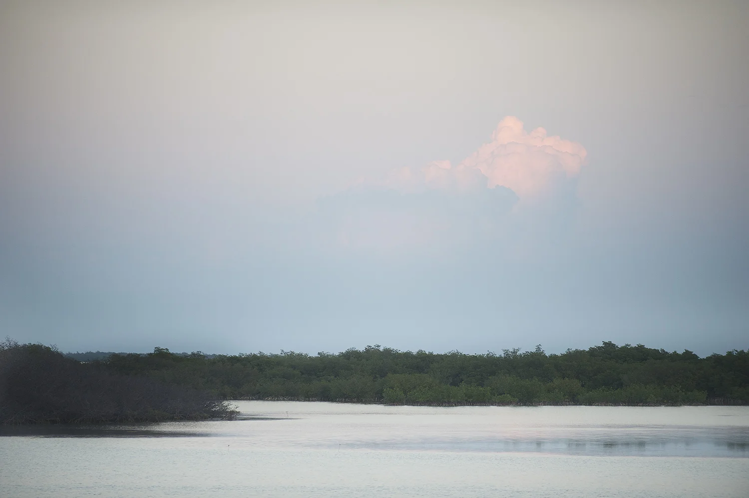 View Through A Mangrove Cut