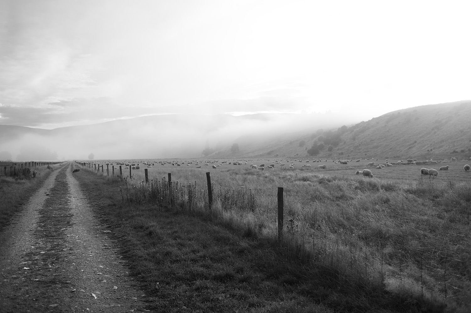 NZ Road Fog Sheep.jpg
