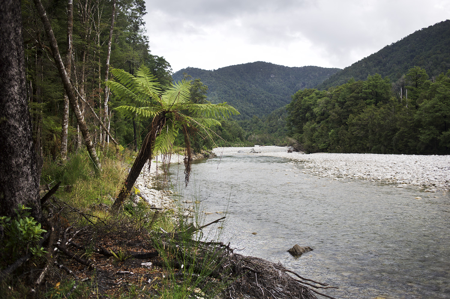 NZ Waitaho & Tree.jpg
