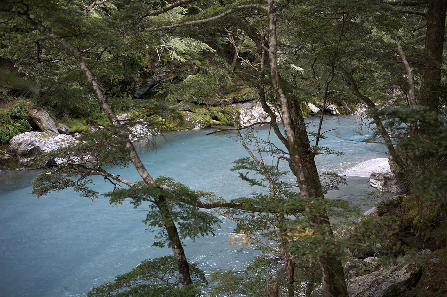 NZ Turquoise Water Forest.jpg