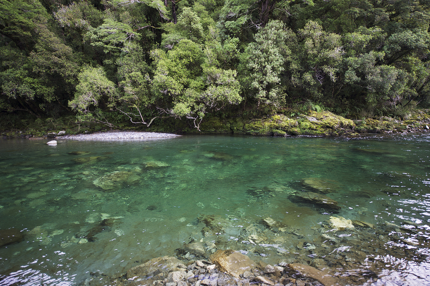 NZ Clear Water & Forest.jpg