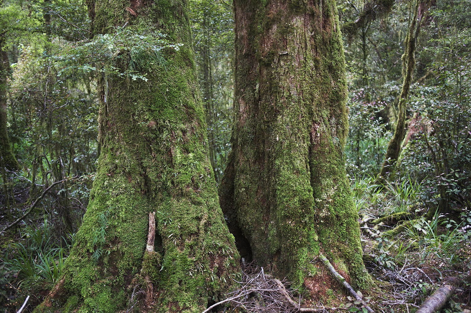 NZ Two Trees.jpg