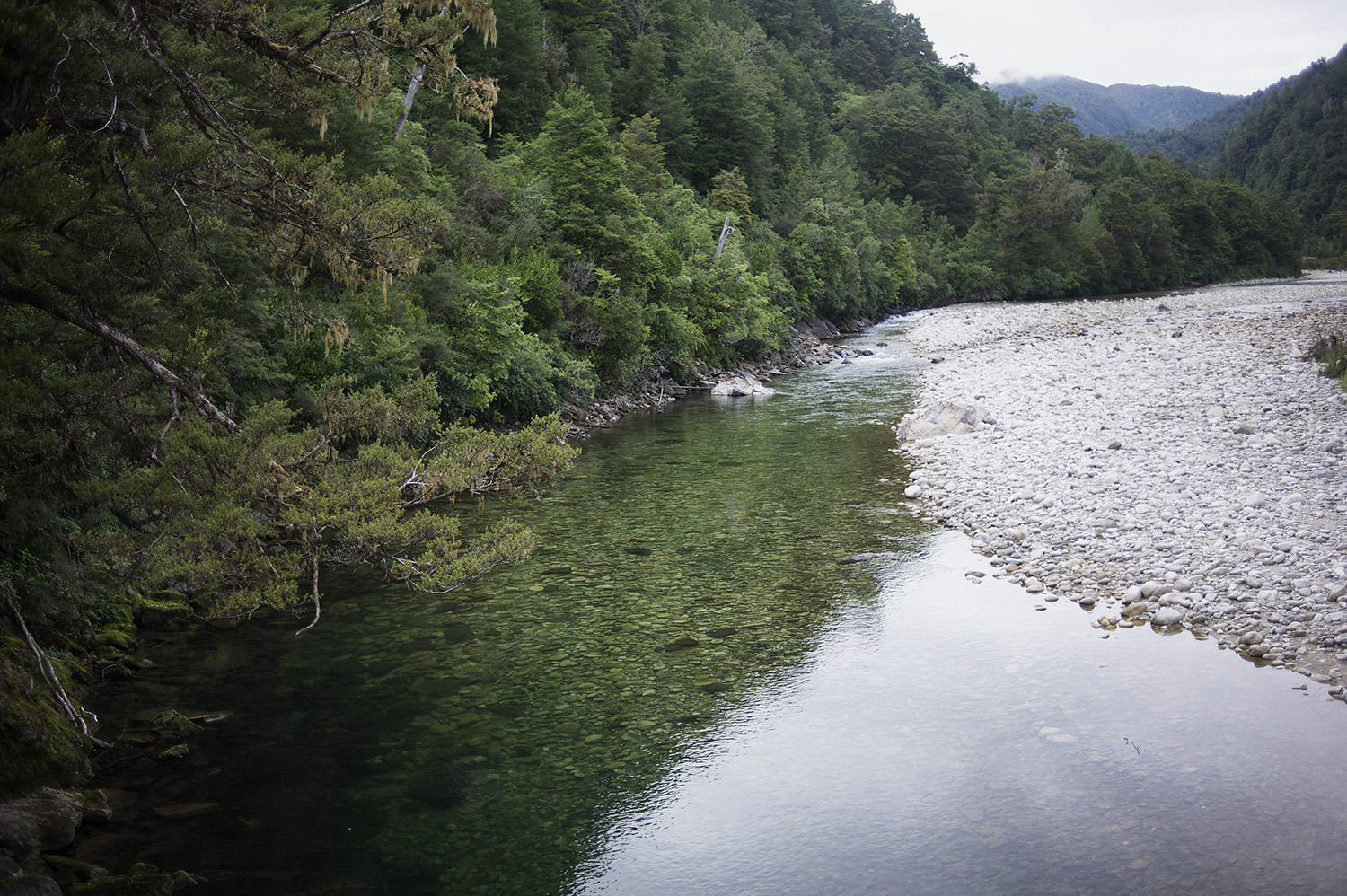 NZ River Clear Water Forest.jpg
