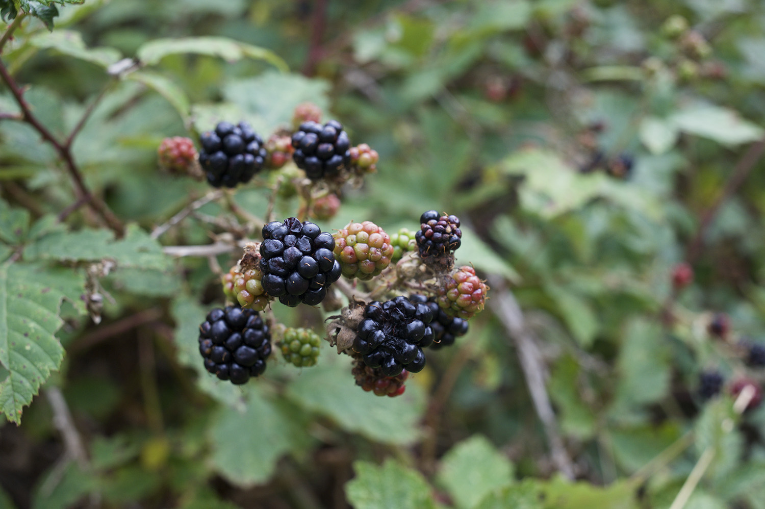 NZ Blackberries.jpg