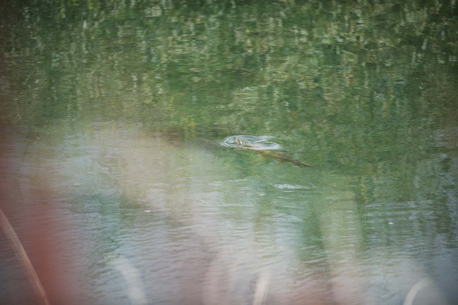 A Spring Creek Brown