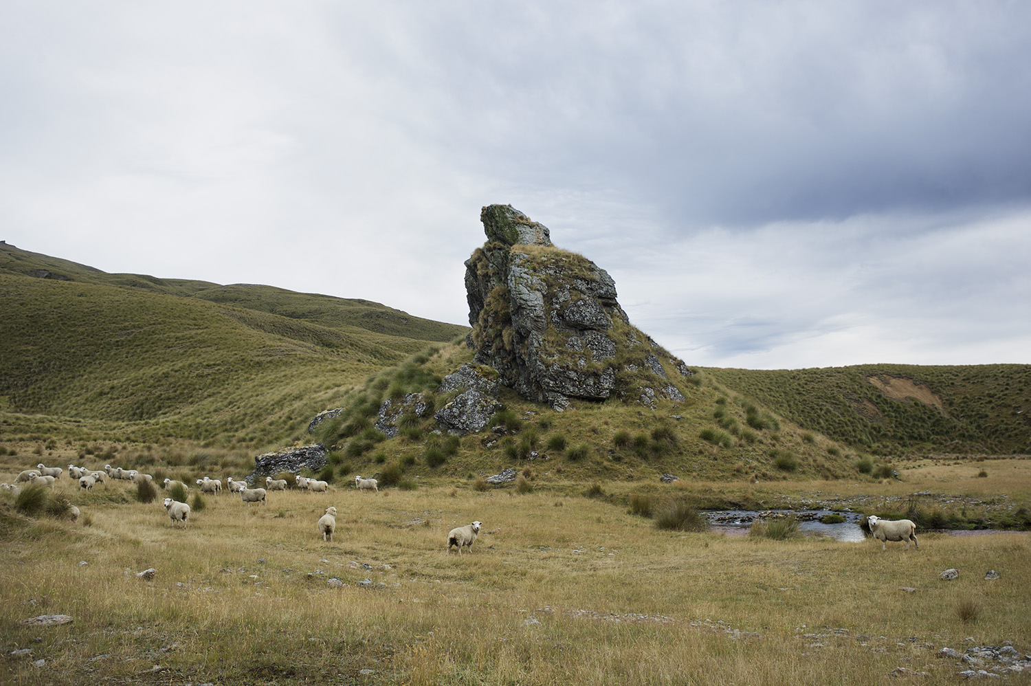 NZ Sheep Backcountry N River.jpg