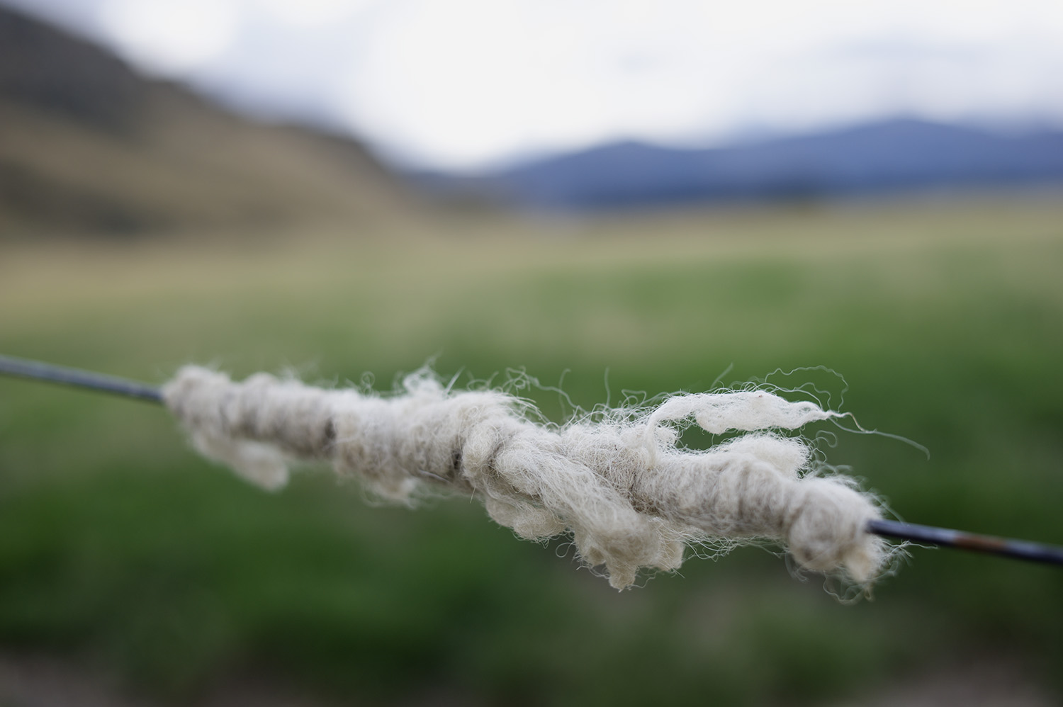 NZ Sheep Wool Close Up.jpg