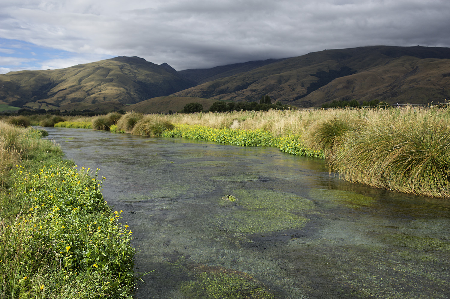 NZ Spring Creek Flowers & Water.jpg