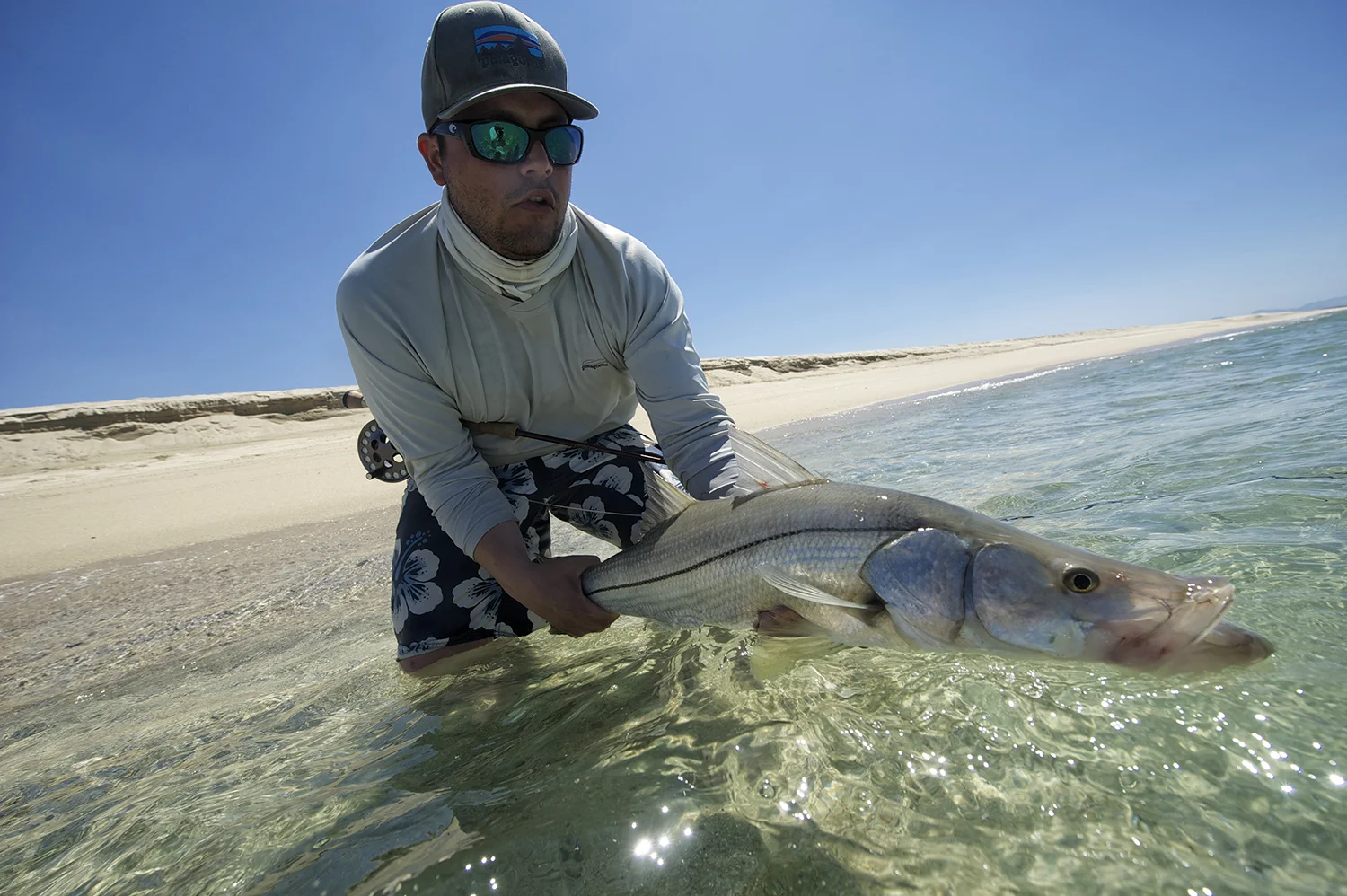 Snook
