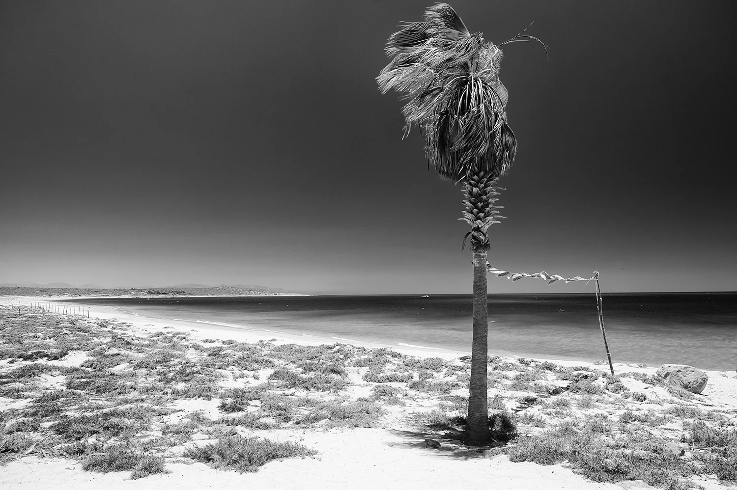 Prayer Flags & Palm