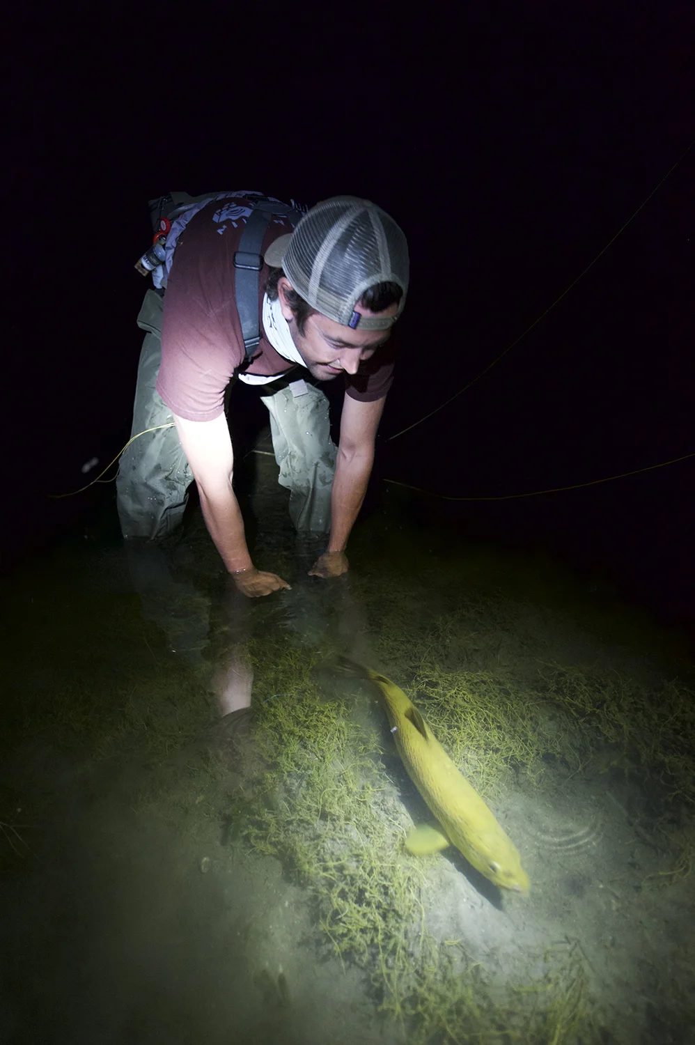 A brown trout, under headlamp supervision, is released well after midnight on Silver Creek.