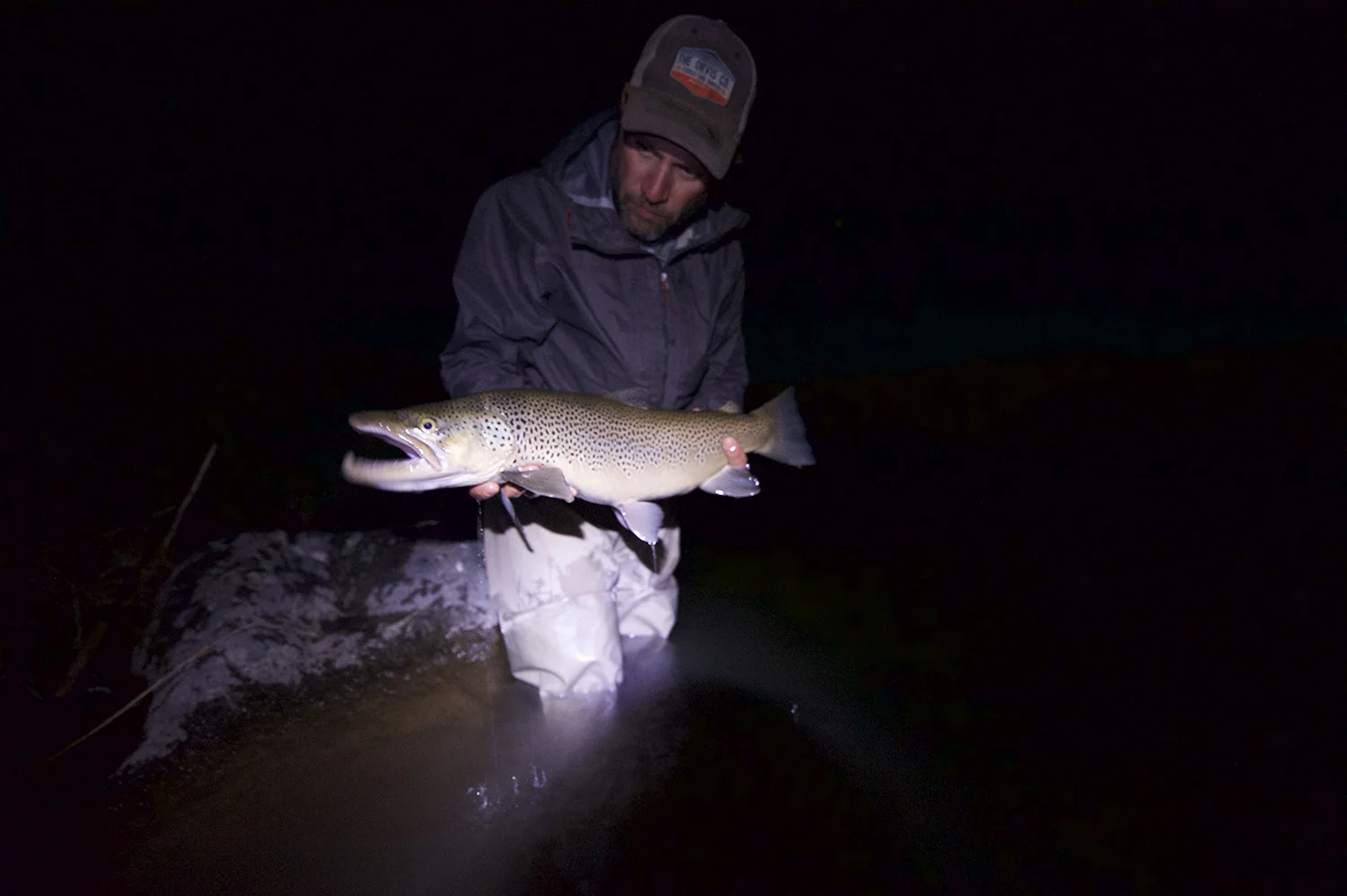 A nice brown fooled by a one-eyed tailless mouse pattern.