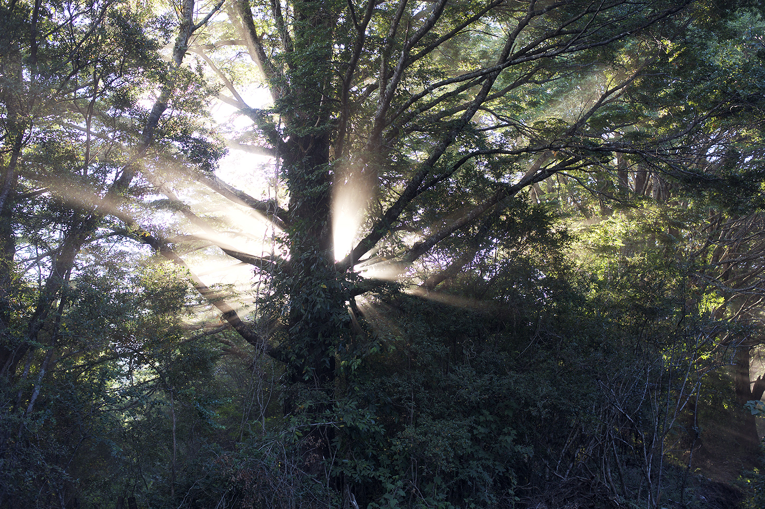 tree rays.jpg