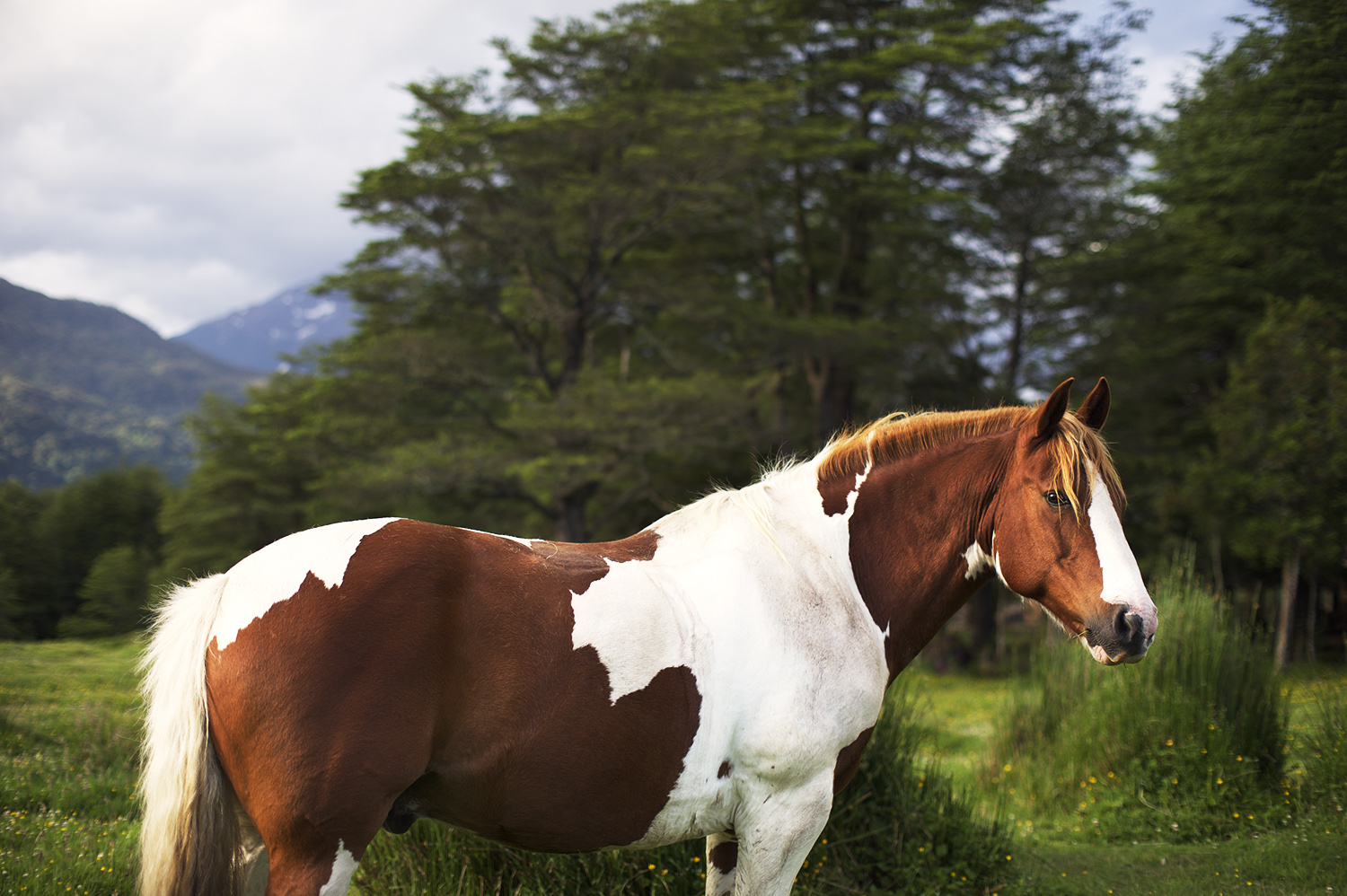 horse los torreones.jpg