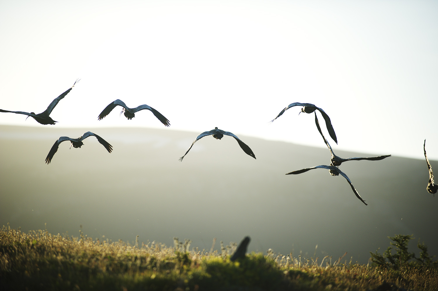 Ibises. Chilean Patagonia