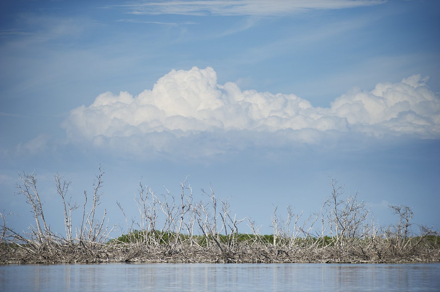 mangroves clouds.jpg