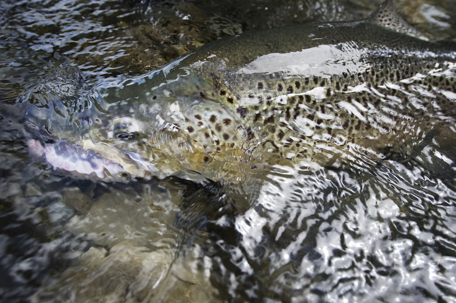 NZ Brown Underwater Color.jpg