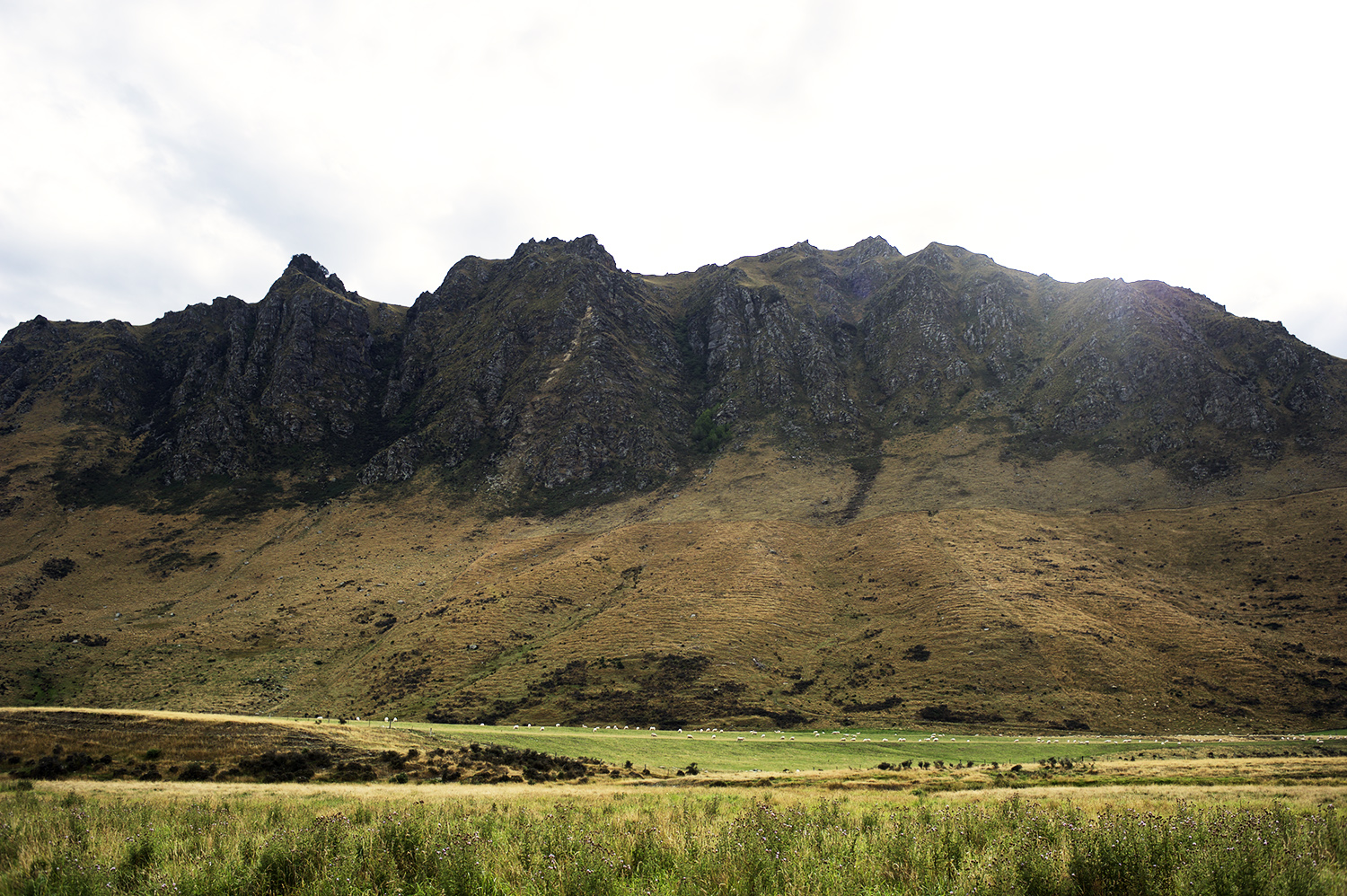 nz sheep sun mtn.jpg