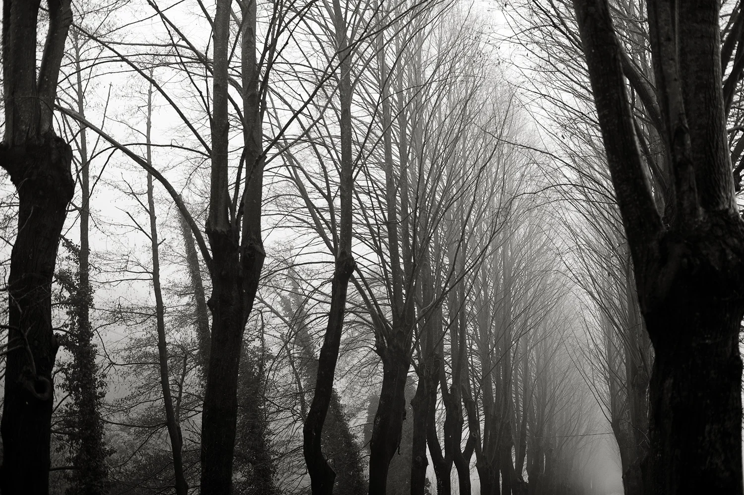 Tree Row