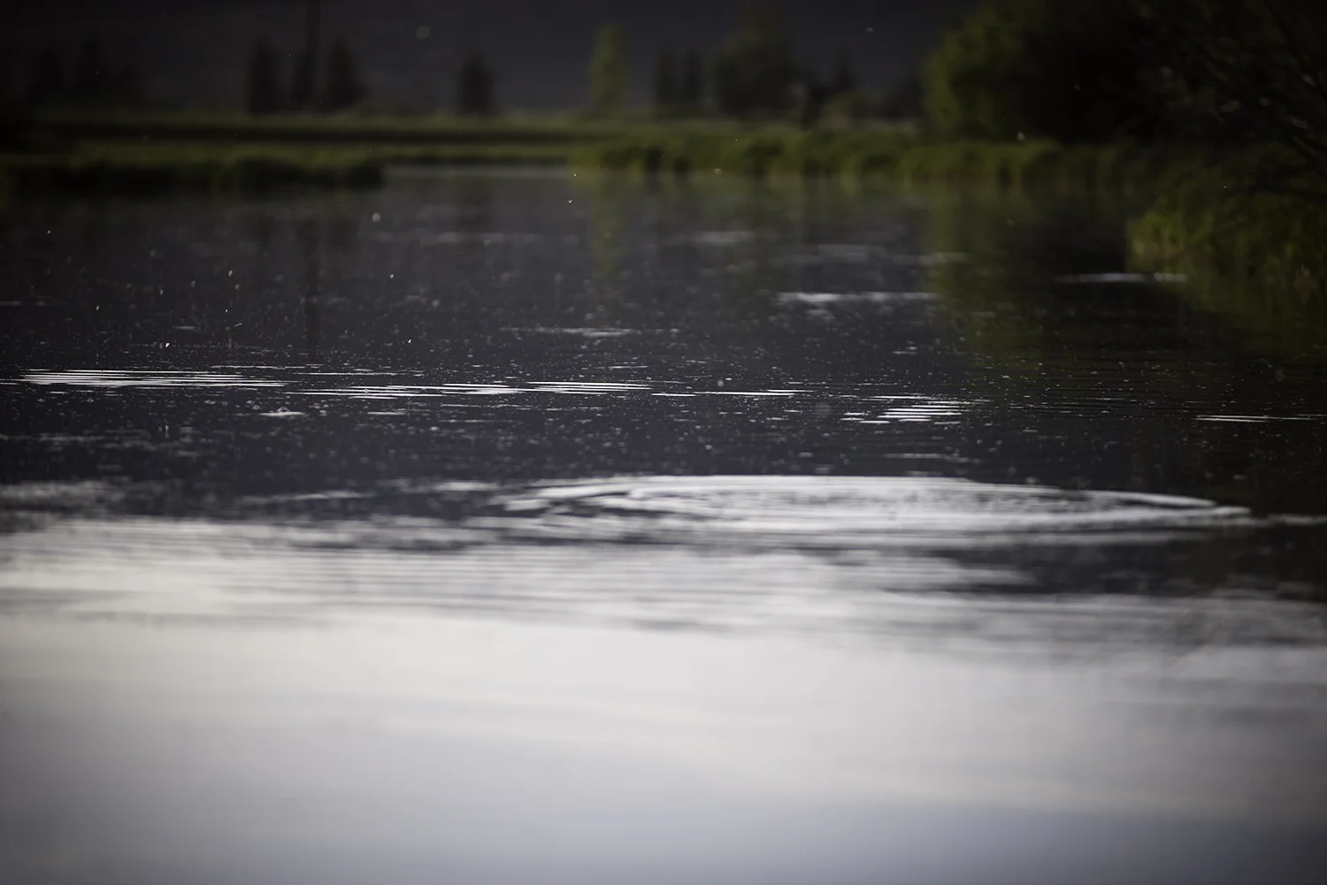Silver Creek & Riser