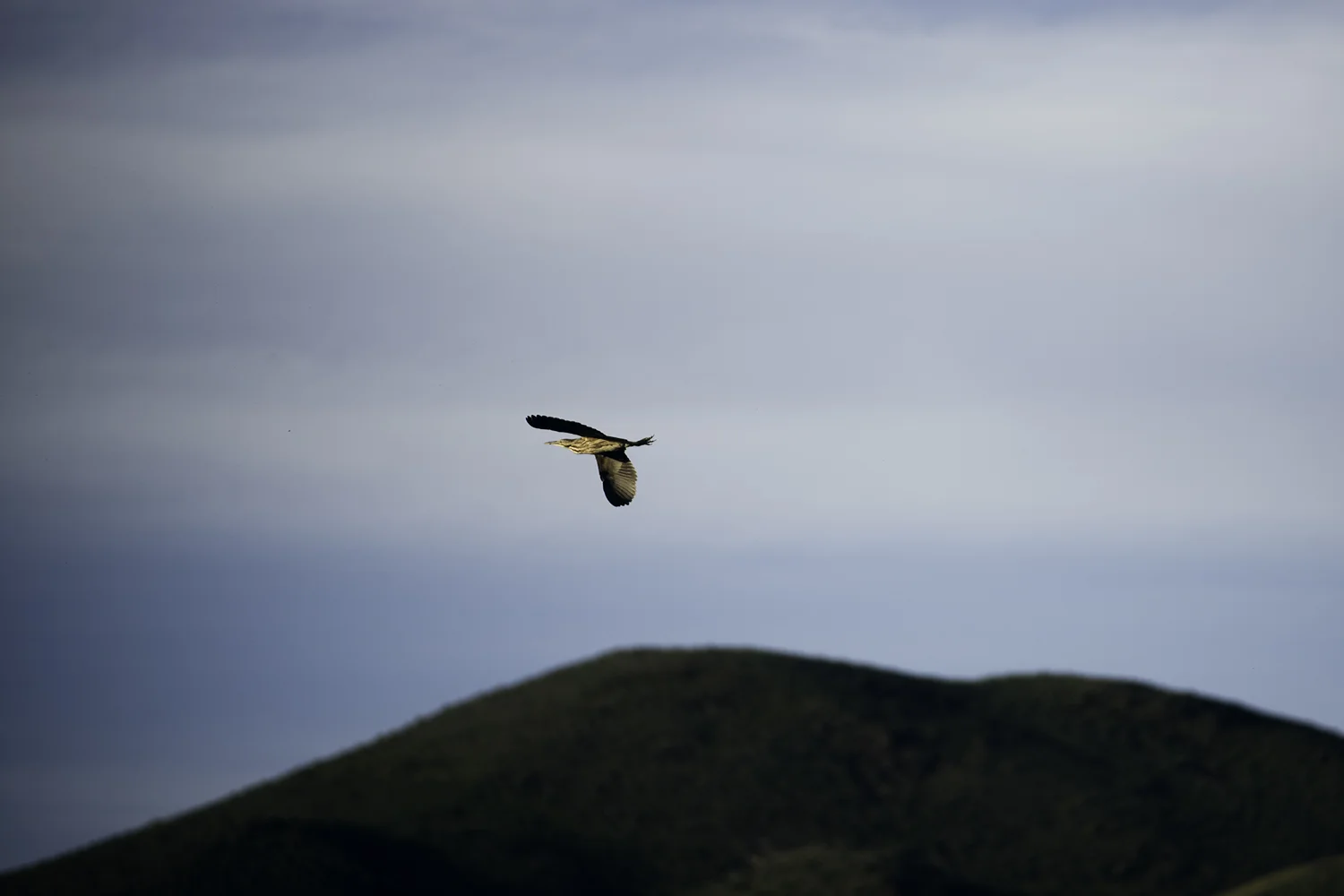 Night Heron