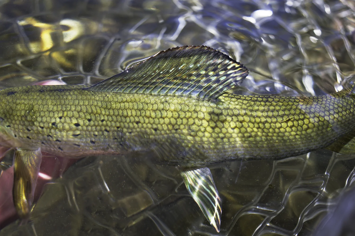 Grayling. Upper Big Lost River Watershed.