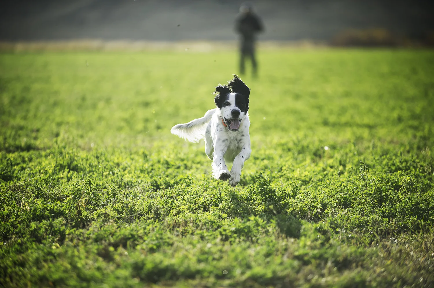 Boone Dog. Picabo, Idaho.