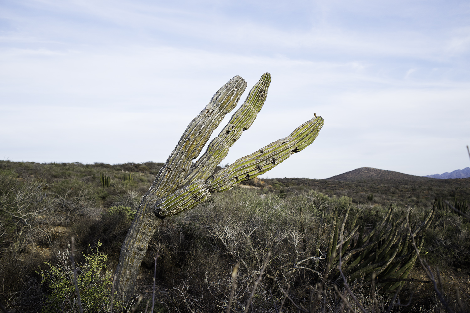 baja cactus 1.jpg
