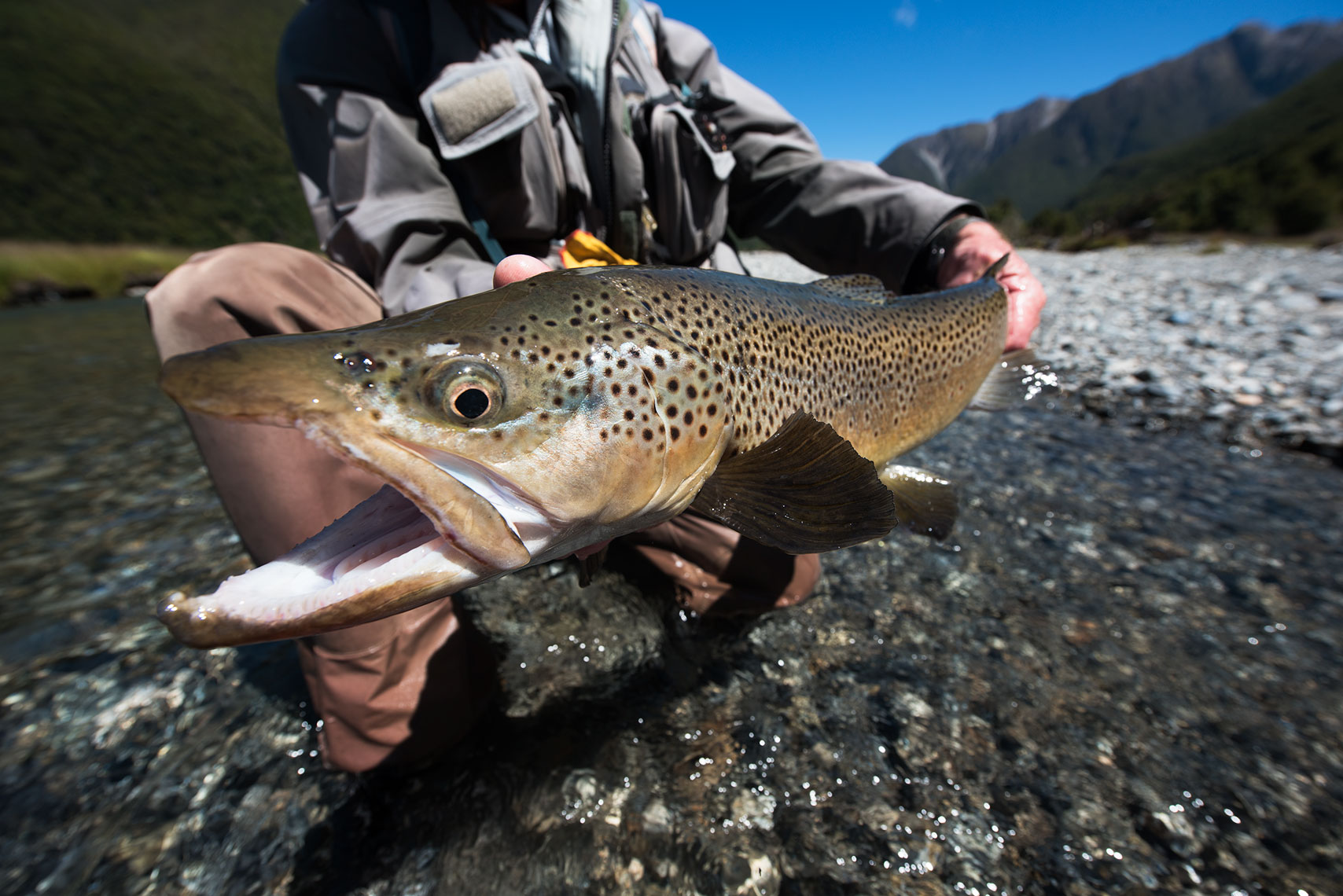 nz2-106-fw.jpg