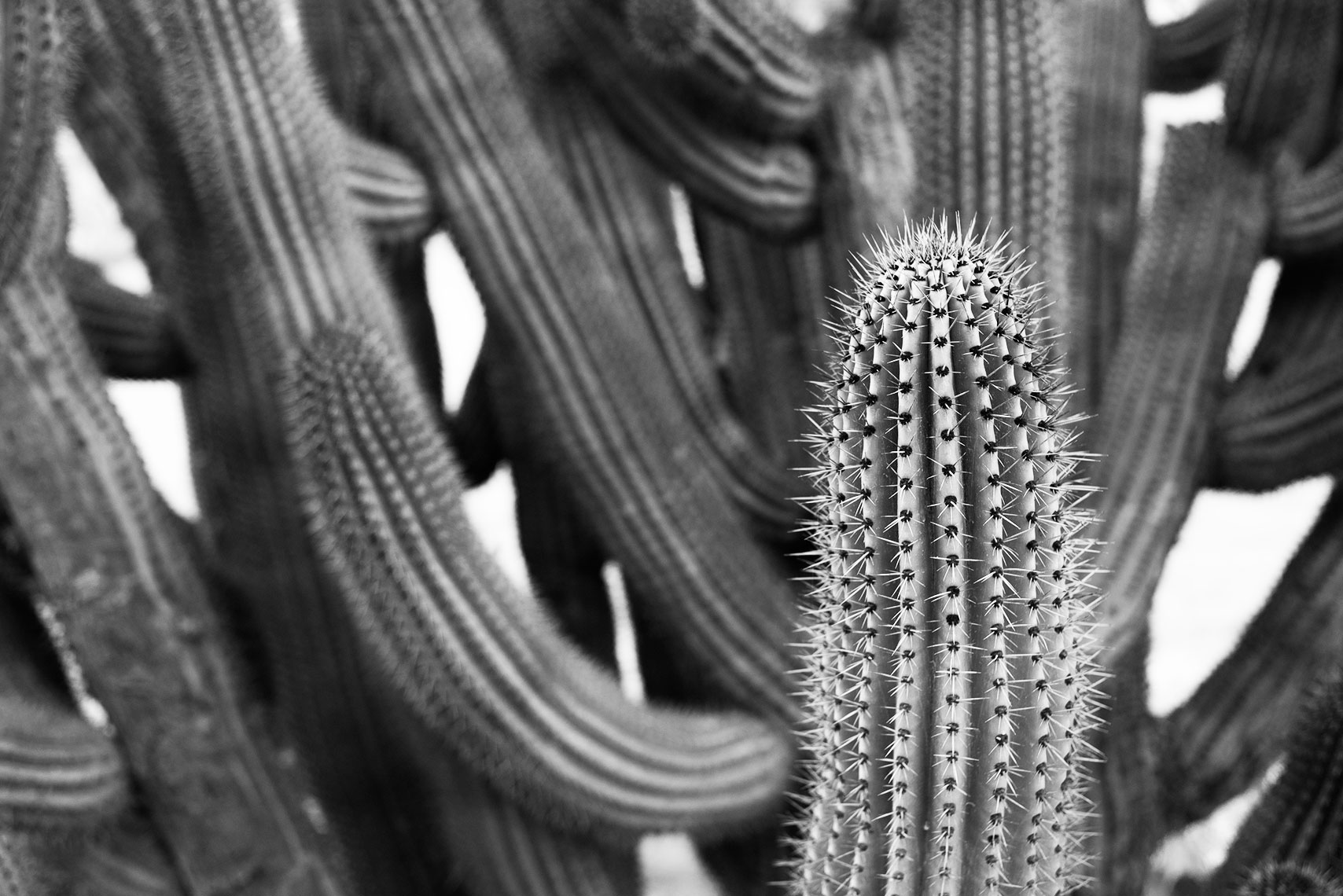 baja-cactus-bw.jpg