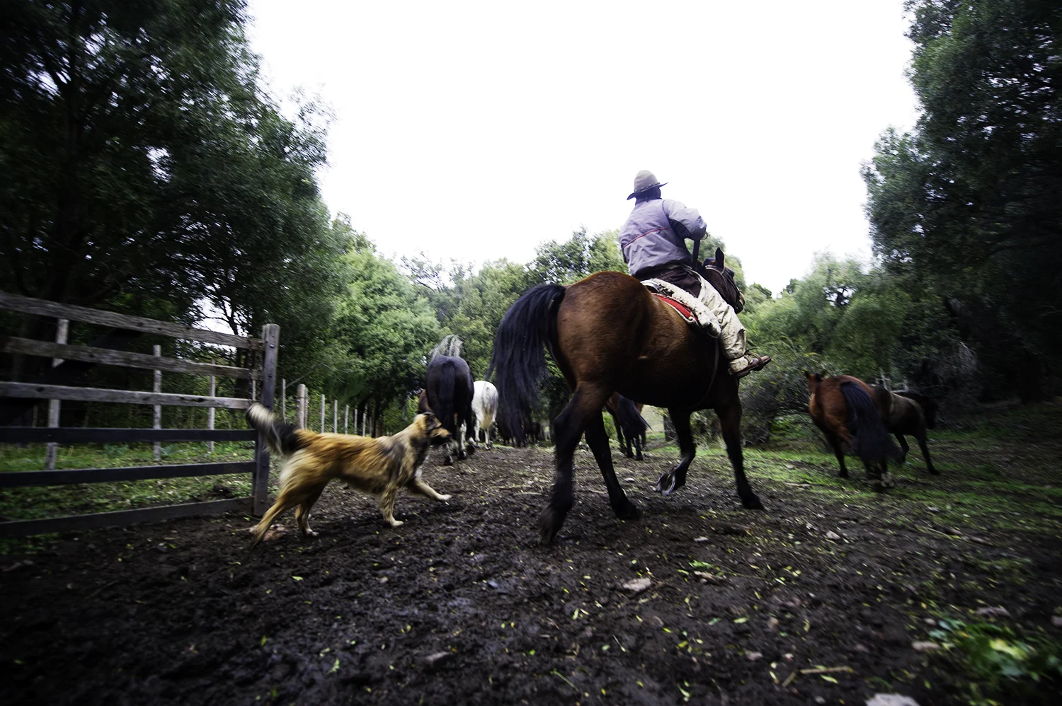 Arroyo Verde Gaucho