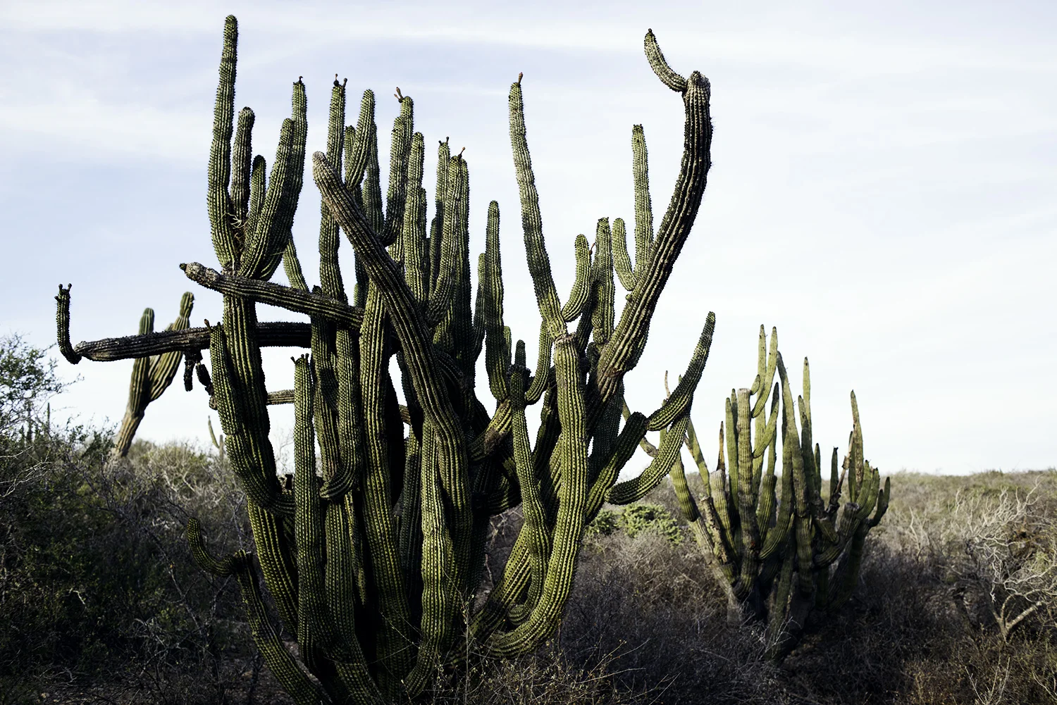 Cactus