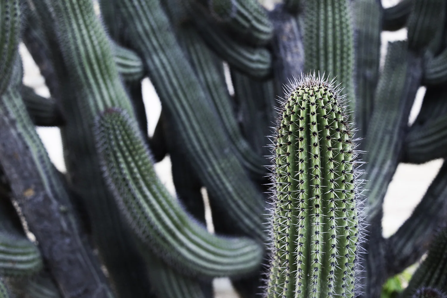 Cactus Closeup
