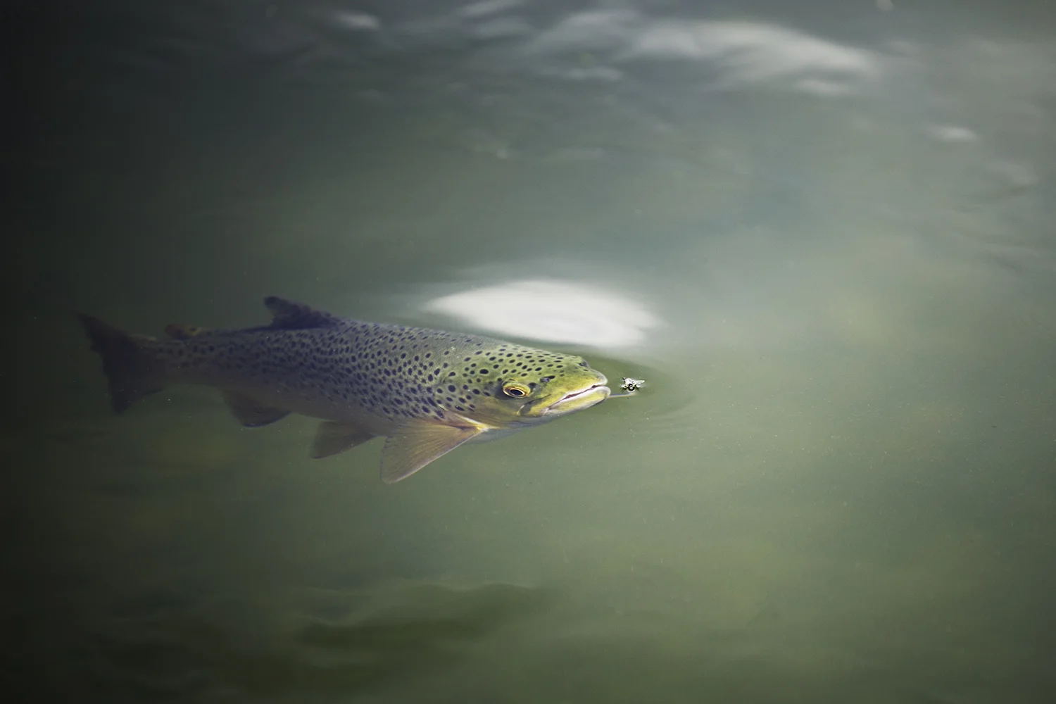 silver-creek-rising-brown-trout.jpeg