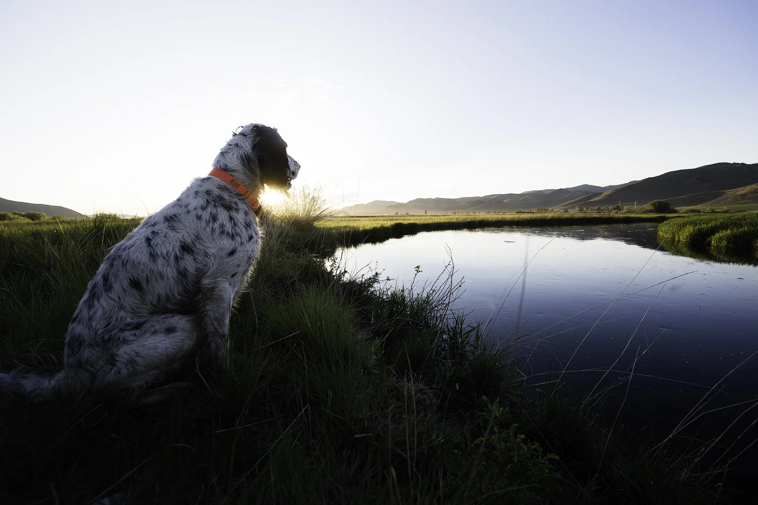 English Setter extraordinaire, Boone, takes on brown drake watch duty.