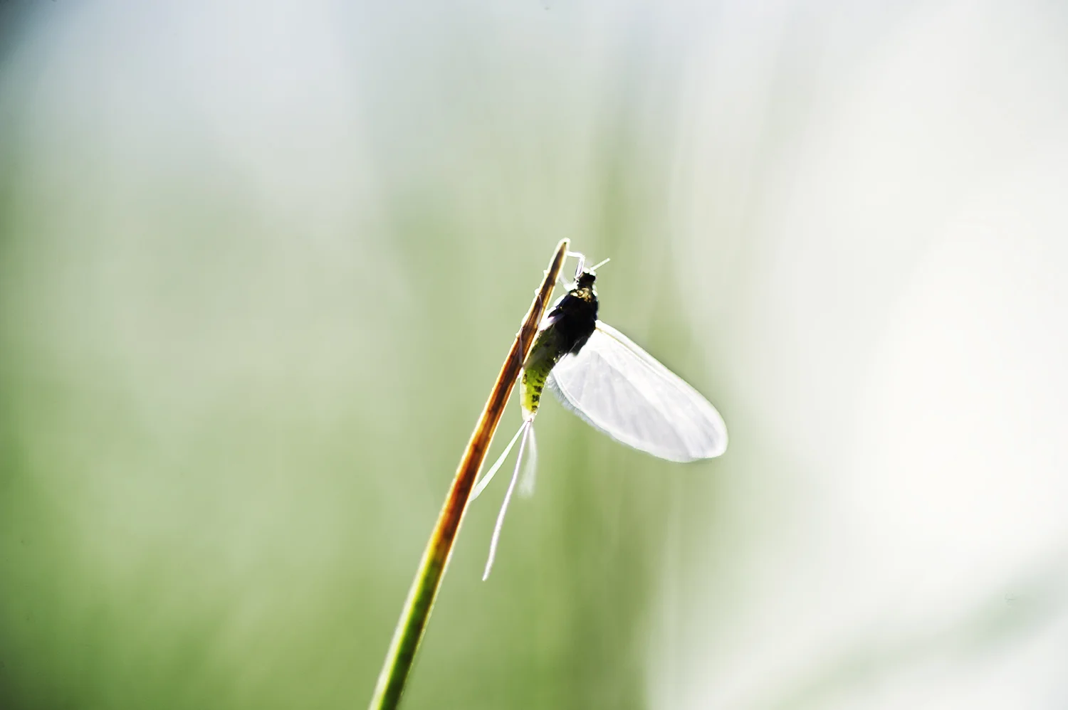 Female Trico. Silver Creek. Late June.