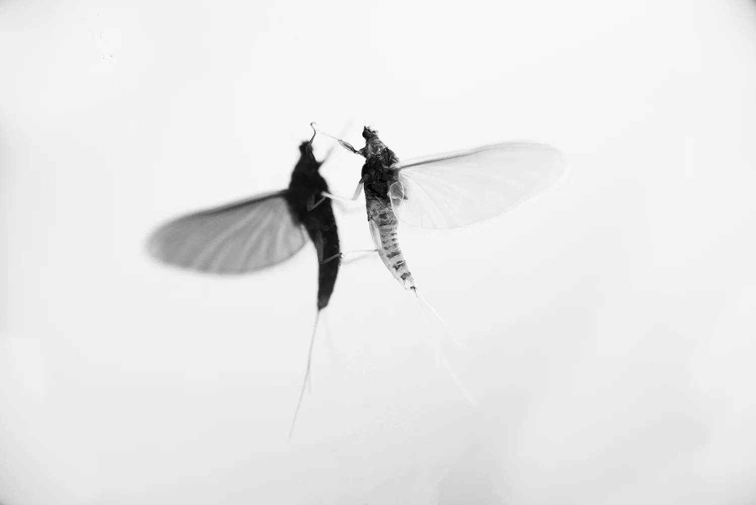 trico reflection bw.jpg