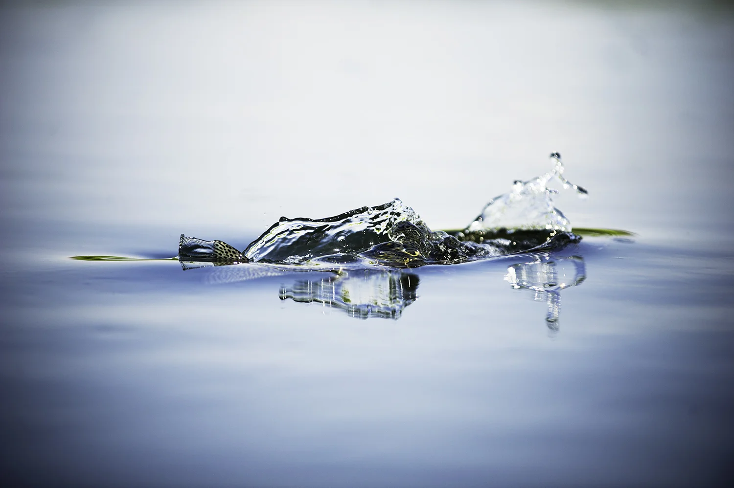  1/100 Damselfly Take 1 Nick Price
