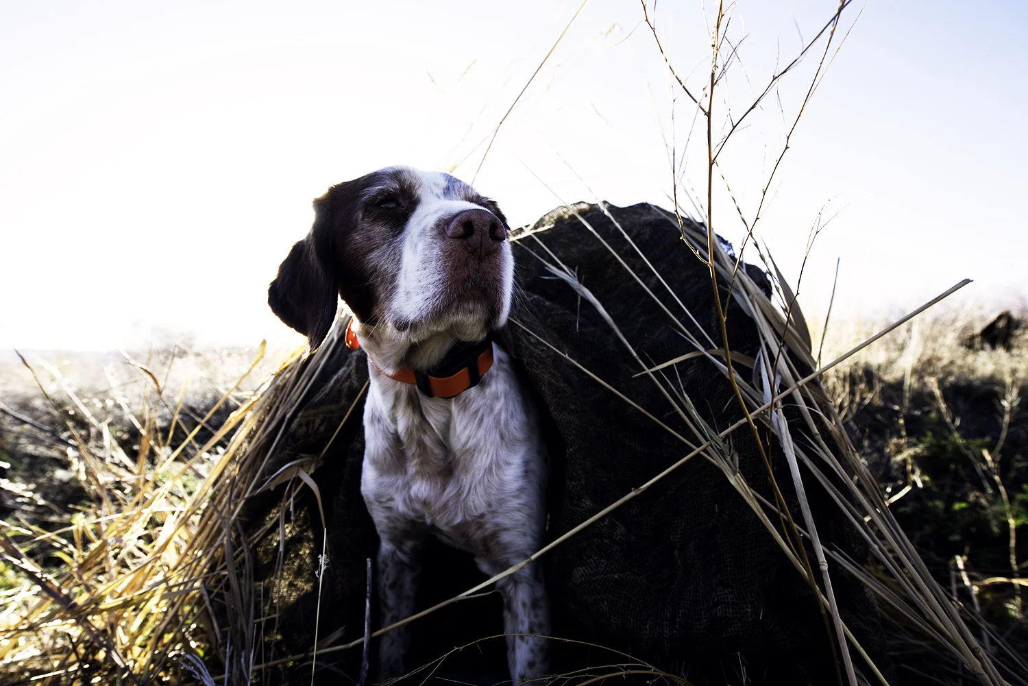 duncan blind duck hunt '17.jpg