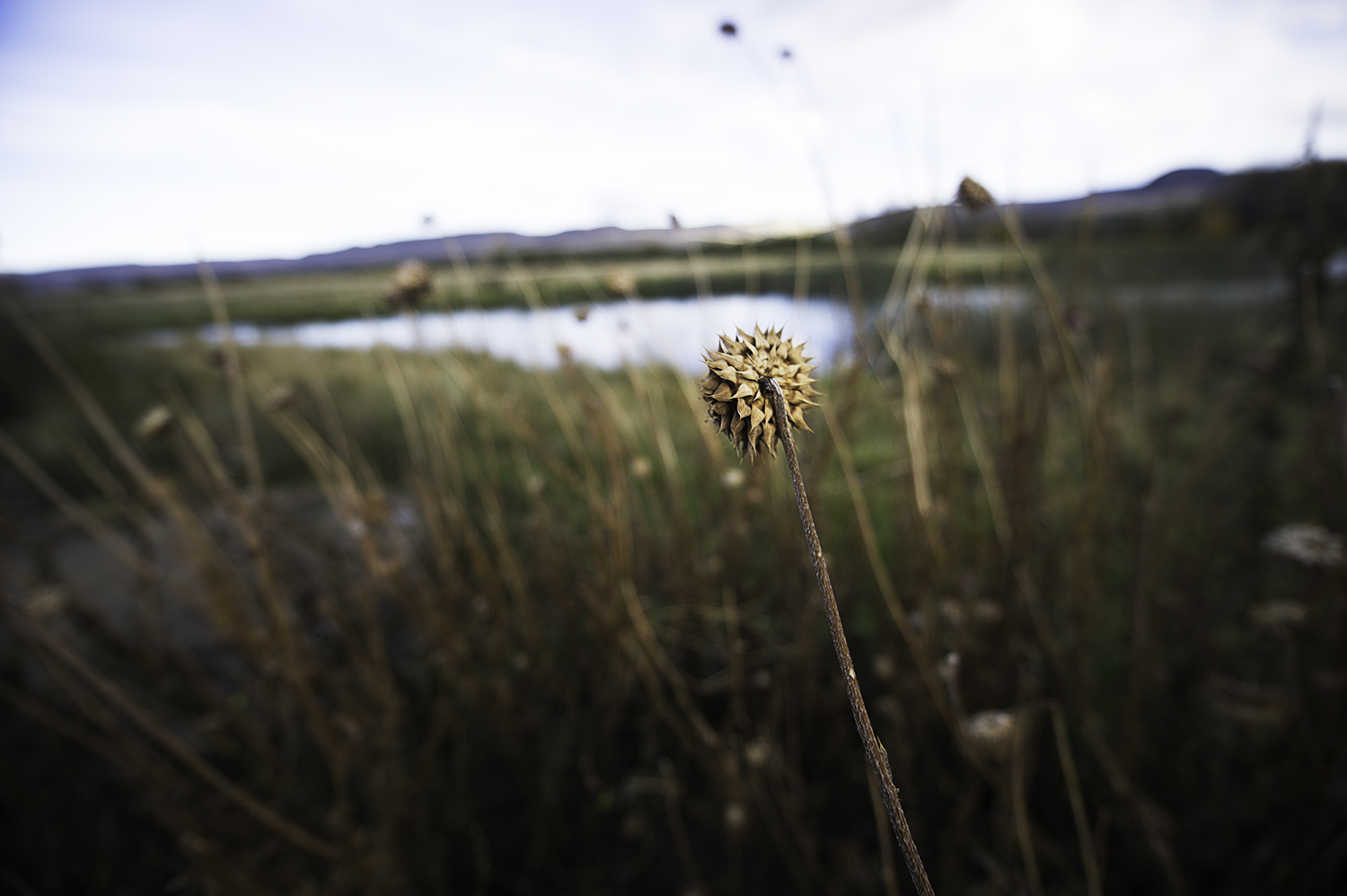 plants argentina.jpg