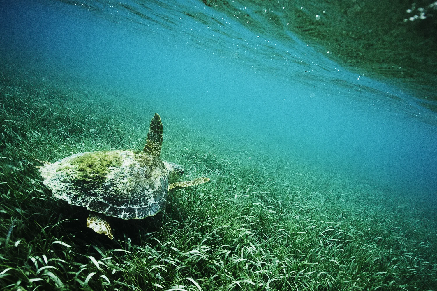 sea turtle underwater honduras.jpg