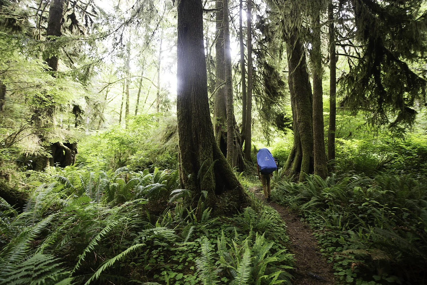 backpacking rainforest.jpg